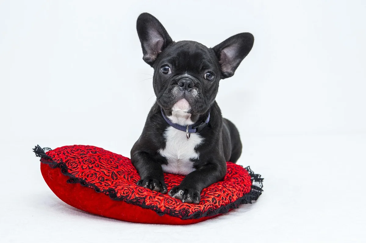 bulldog, dog, puppy, pet, black dog, animal, nature, young dog, domestic dog, canine, mammal, cute, adorable, portrait - preppy dog names