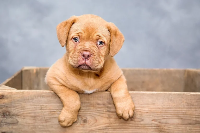preppy dog names: Best preppy dog names: 150+ Stylish Ideas