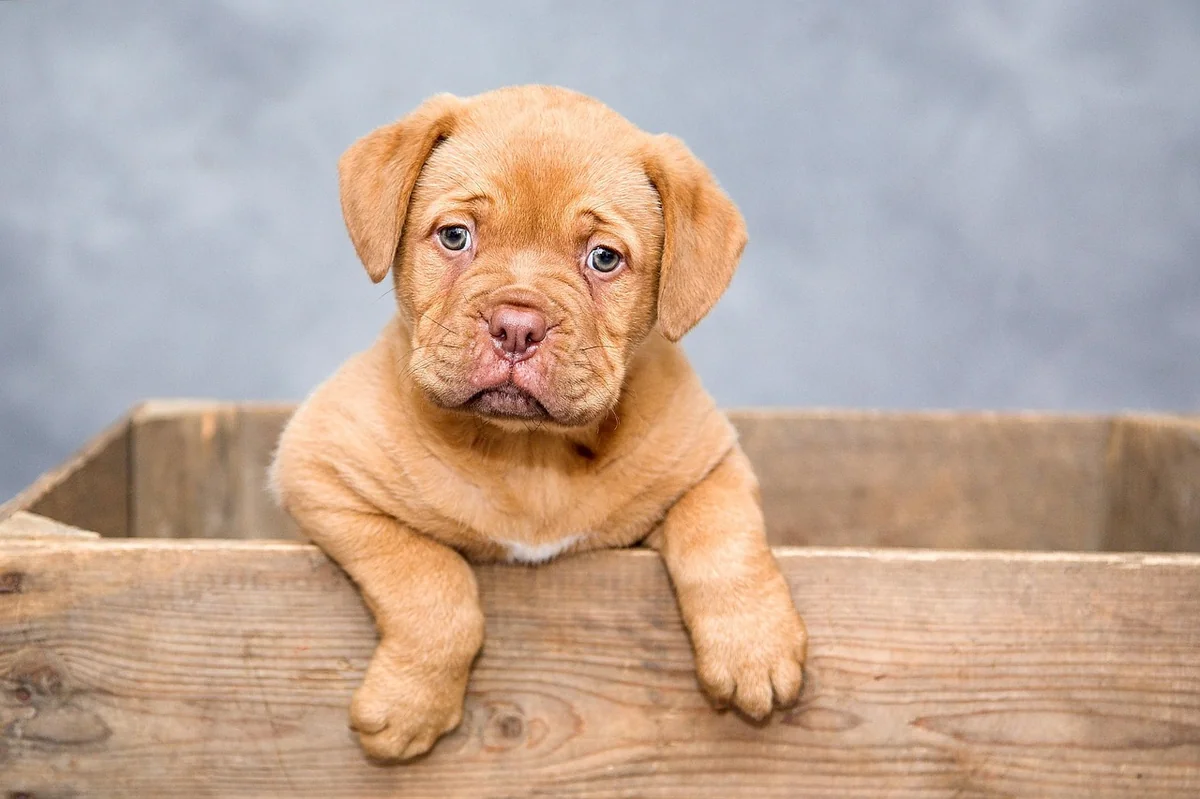 Preppy dog names: Best preppy dog names: 150+ Stylish Ideas - preppy dog names