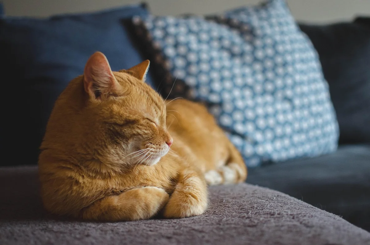 cat, red cat, pet, cat's eyes, lying cat, dream, domestic cat, a well-groomed cat, animal, calm cat, relaxation, sleeping cat, rest, dachowiec - punny cat names