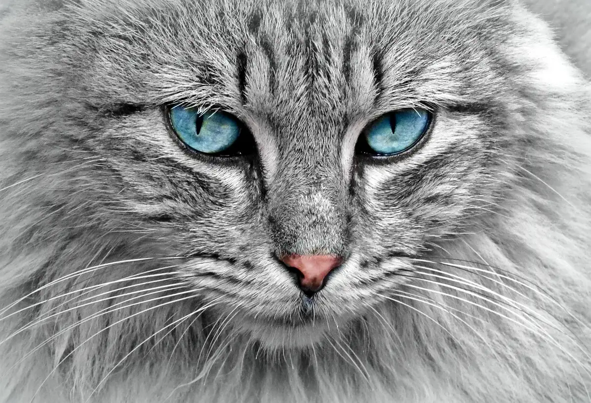 cat, animal, cat portrait, cat's eyes, pet, fur, domestic cat, close up, head, nature, cat face, animal world, portrait, face, animal portrait - punny cat names