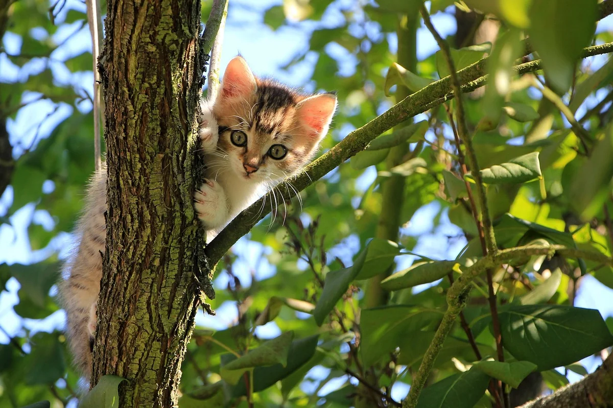 cat, kitten, tree, curious, tabby, feline, nature, animal, domestic, pet, domestic cat, cat portrait, curious cat, mammal - punny cat names