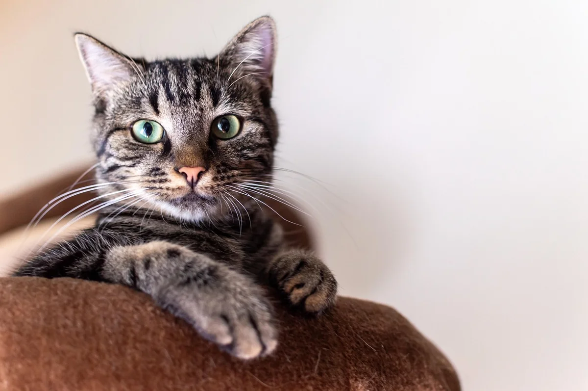 simba, cat, animal, portrait, nature, pet, cat photography, animals, domestic cat - punny cat names