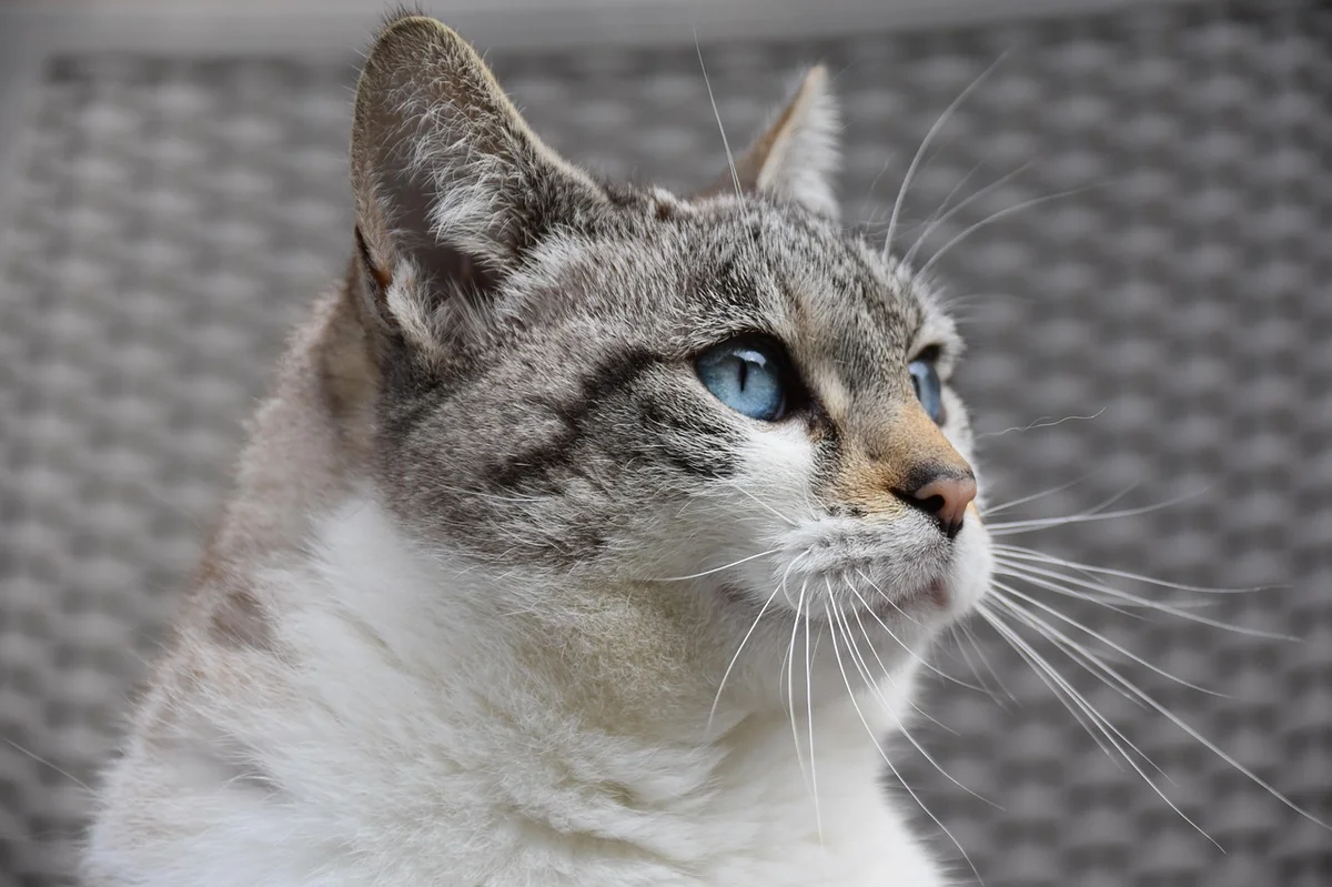 cat, feline, european cat, pet, animal, alley cat, predator, pussy cloud, blue eyed cat - punny cat names