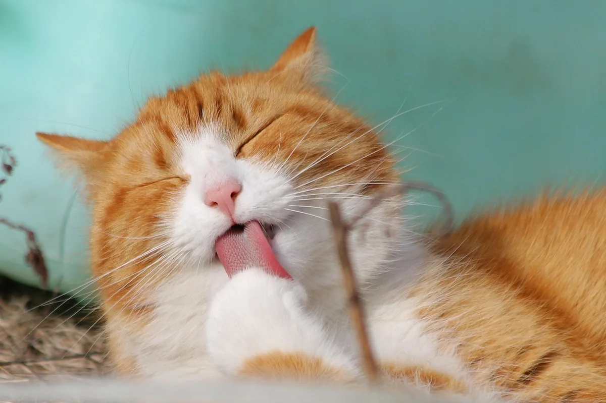 cat, pet, nature, licking, animal, tabby cat, domestic cat, feline, mammal, cute, adorable, portrait - punny cat names