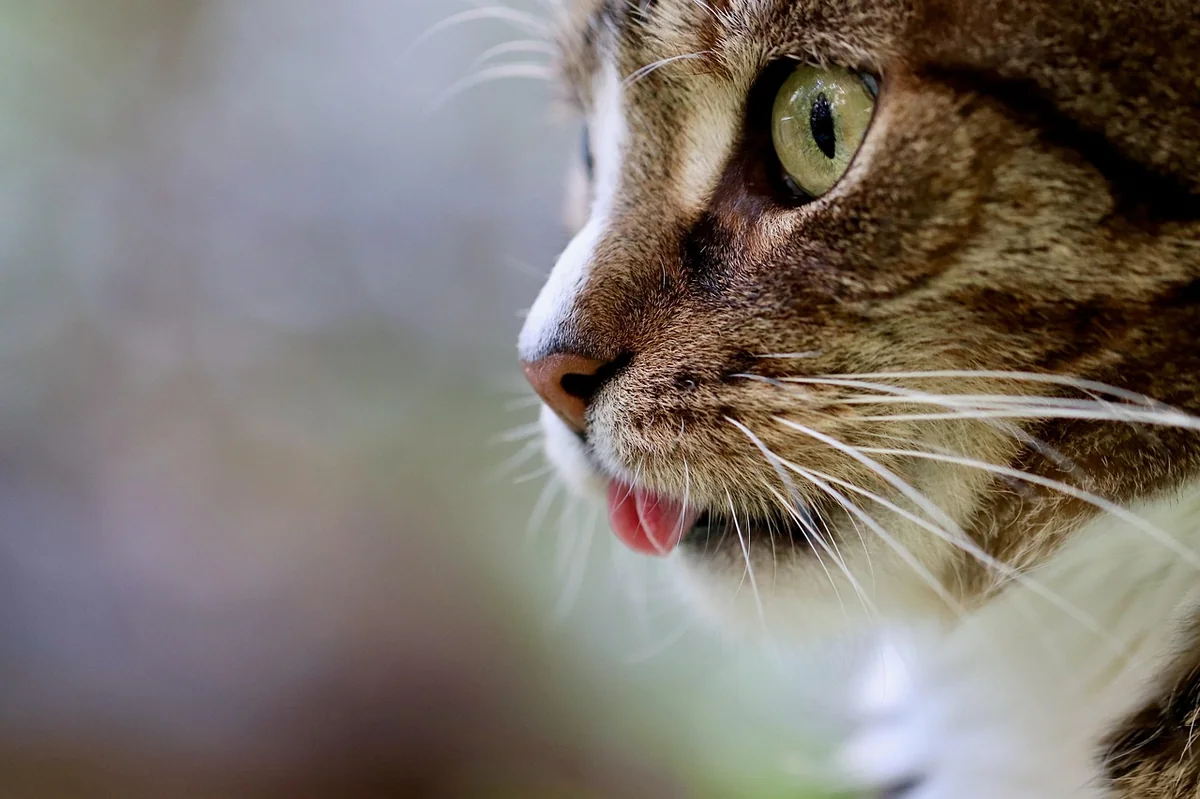 Punny Cat Names: 150 Best Clever Ideas for Your Kitty - punny cat names