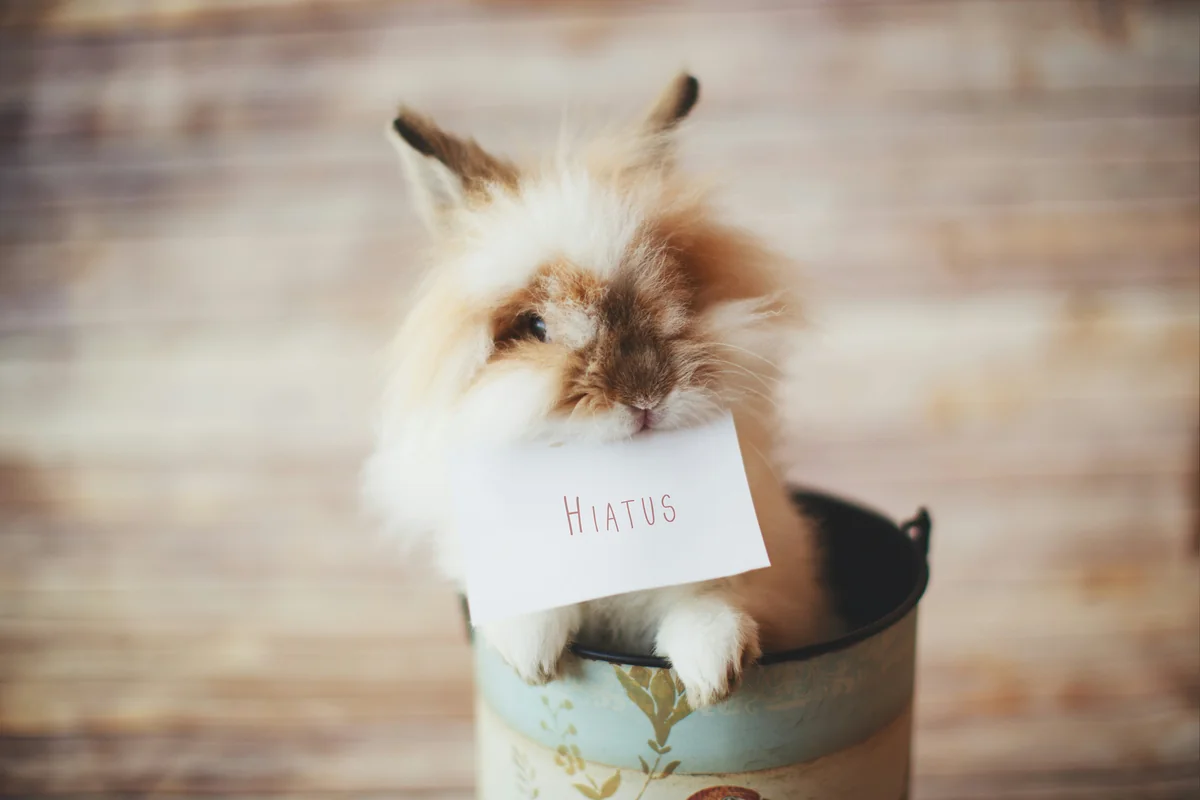 white and brown lion-head rabbit - rare gender neutral pet names