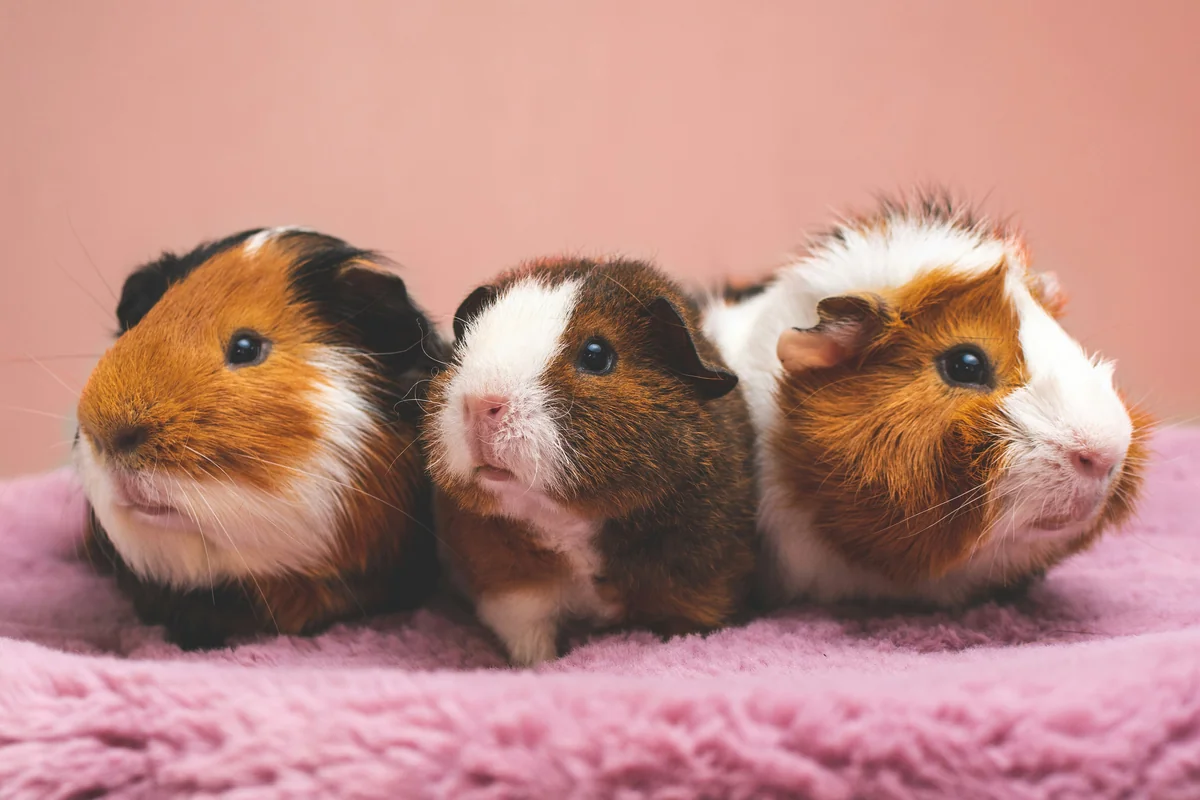 brown and white guinea pig on pink textile - rare gender neutral pet names