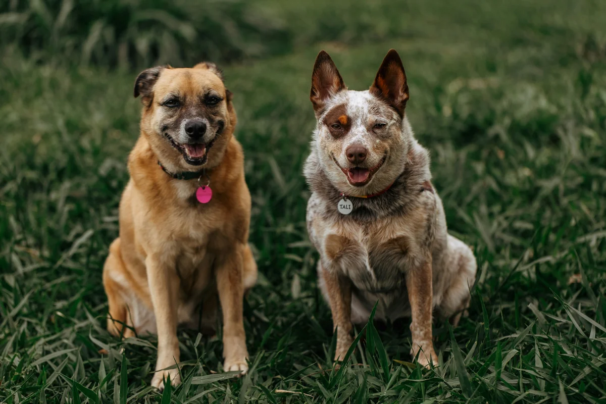 Two happy dogs sitting on green grass - rare gender neutral pet names