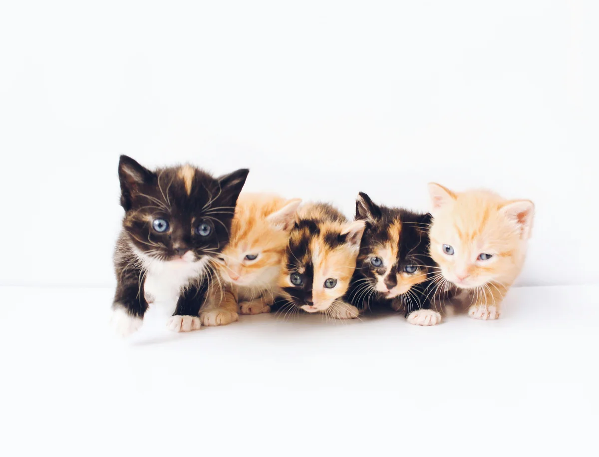 assorted-color tabby kittens - rare gender neutral pet names