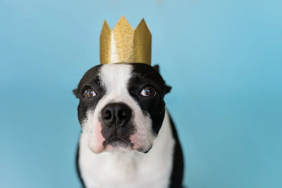 Charming Boston Terrier wearing a golden crown against a blue background, perfect for pet lovers. - royal dog names