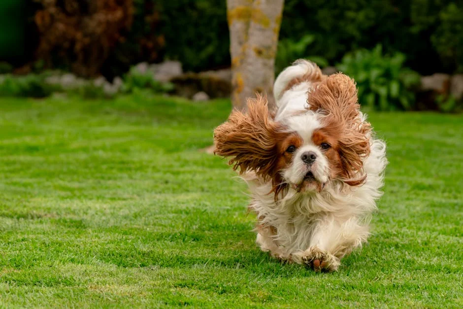 A Cavalier King Charles Spaniel joyfully running on a green lawn, full of energy and life. - royal dog names