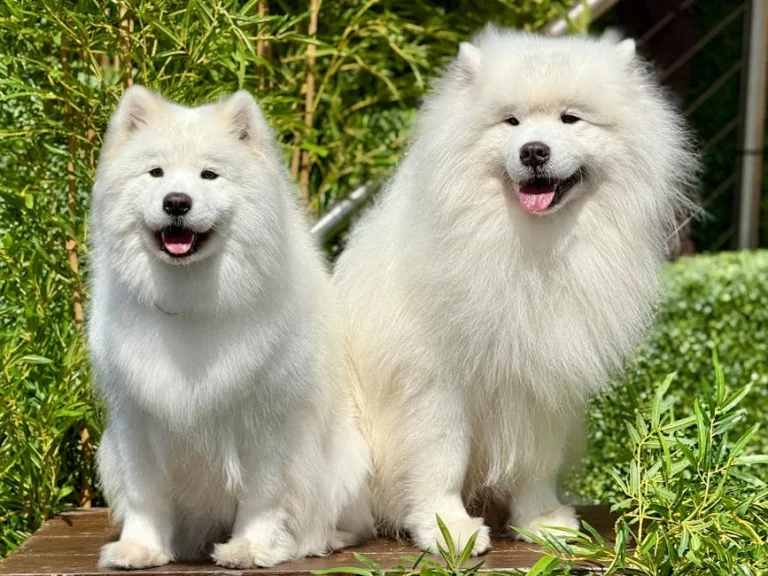 royal dog names: 250 Regal Ideas for Your Pup: Expert Guide