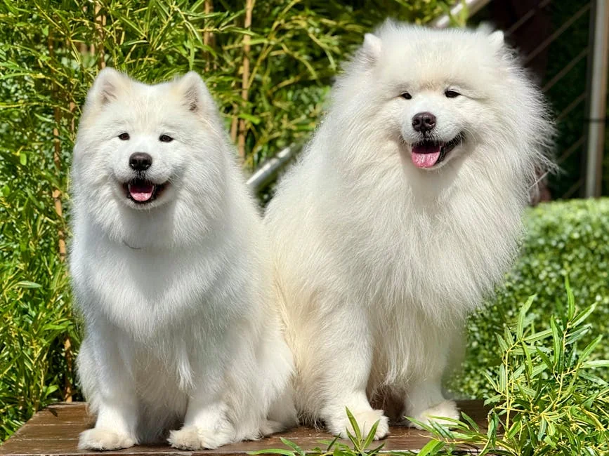 Royal dog names: 250 Regal Ideas for Your Pup: Expert Guide - royal dog names