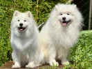 Royal Dog Names: Regal Ideas for Noble Pups: Essential Tips - royal dog names