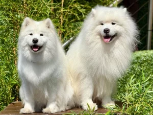 Royal Dog Names: Regal Ideas for Noble Pups: Essential Tips