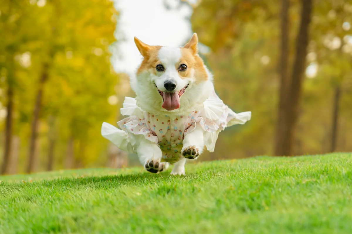 A corgi dog wears a frilly, patterned dress, running energetically on a green grass lawn outdoors in a park with autumn-colored trees in the background, tongue out and looking happily, creating a cute and stylish scene in nature. - royal sounding names for female pets
