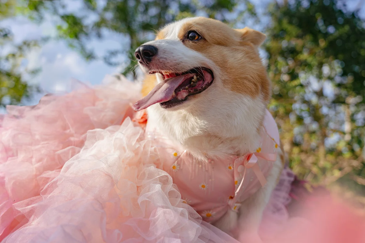 A corgi dog wears a pink tutu dress adorned with daisies, posing outdoors amidst trees and a blue sky, tongue out and looking happy, creating a cute and stylish scene in nature. - royal sounding names for female pets