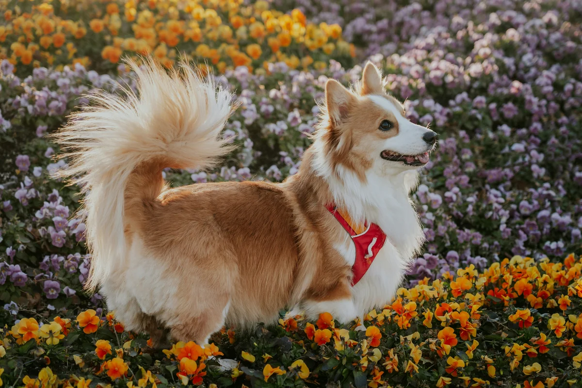 A fluffy long-haired Pembroke Welsh Corgi stands in a vibrant flower field filled with orange and purple blooms, wearing a red harness, looking to the side with a happy expression and its fluffy tail raised high. - royal sounding names for female pets