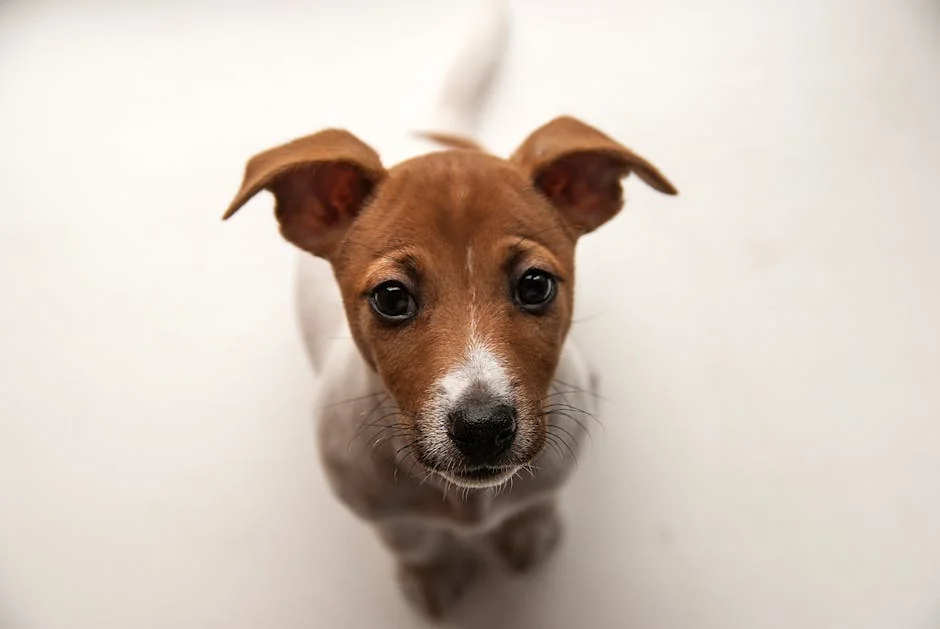 A close-up view of a cute Jack Russell Terrier puppy looking up with curiosity. - short dog names