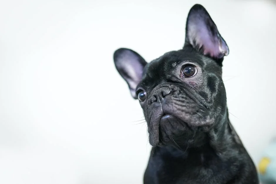 Adorable black French Bulldog looking inquisitively against a white background. - short dog names