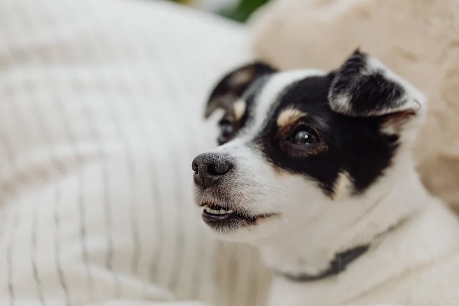 Adorable Jack Russell Terrier puppy relaxing indoors on a cozy bed. - short dog names