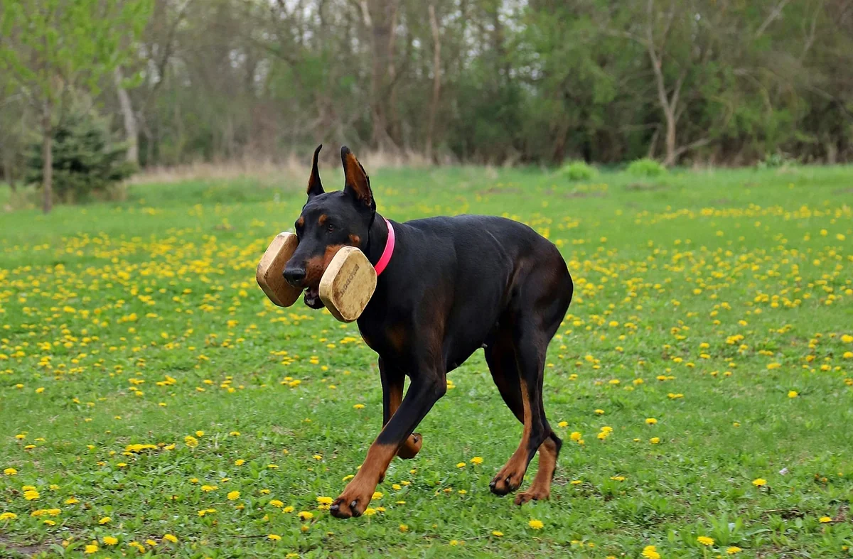 doberman, contribution, keep, smart, working dog, doberman, doberman, doberman, contribution, contribution, contribution, contribution, contribution, working dog, working dog, working dog, working dog - smart dog names