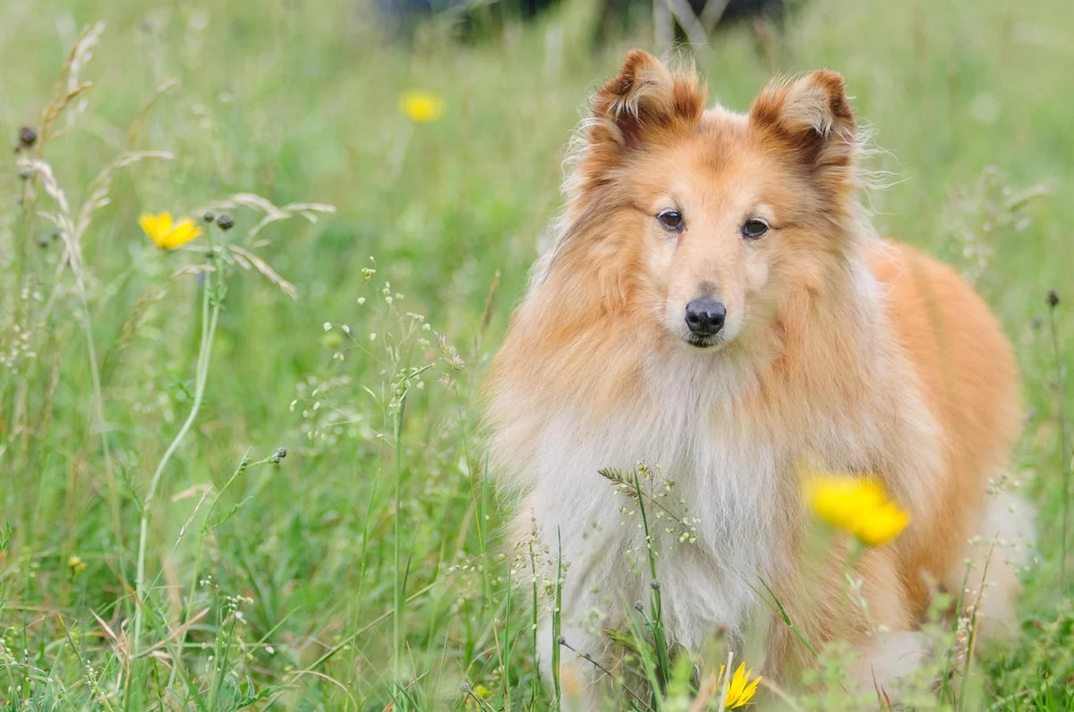 sheltie, dog, animal, shetland sheepdog, pet, meadow, nature, smart, attentive - smart dog names