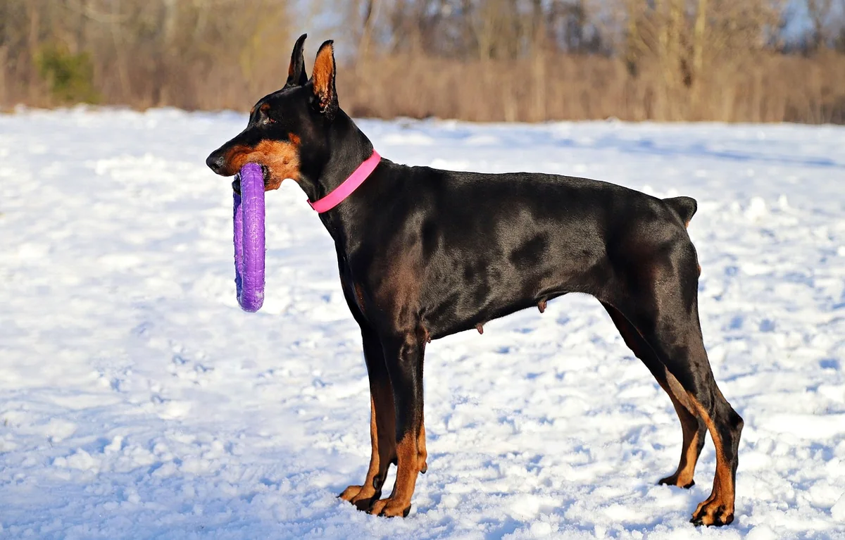 doberman, pet, dog, hoop, stands, animal, nature, snow, smart - smart dog names