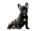 Smart Dog Names: Clever Ideas for Bright Pups: Expert Guide - smart dog names