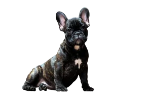 Smart Dog Names: Clever Ideas for Bright Pups: Expert Guide