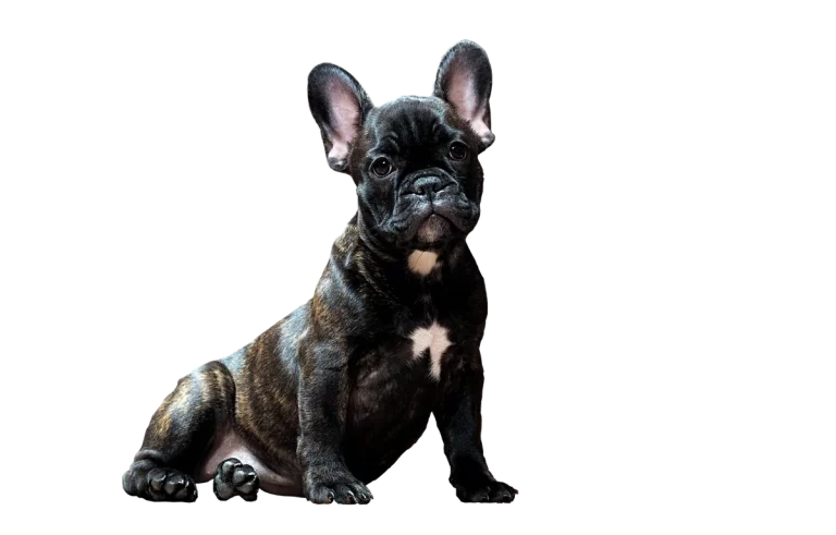 Smart Dog Names: Clever Ideas for Bright Pups: Expert Guide