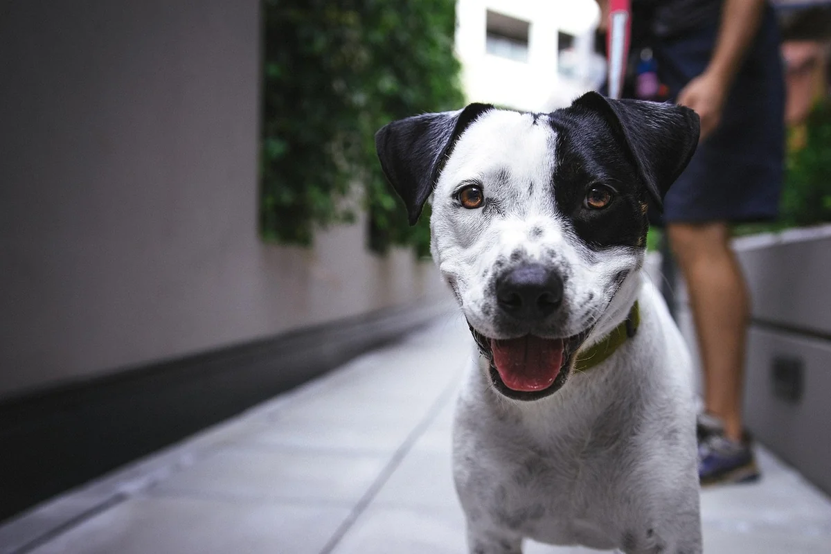 dog, pet, canine, dog breed, animal, breed, looking, mammal, outdoors, puppy, young, happy dog, smiling, nature, portrait, dog portrait - space themed pet names