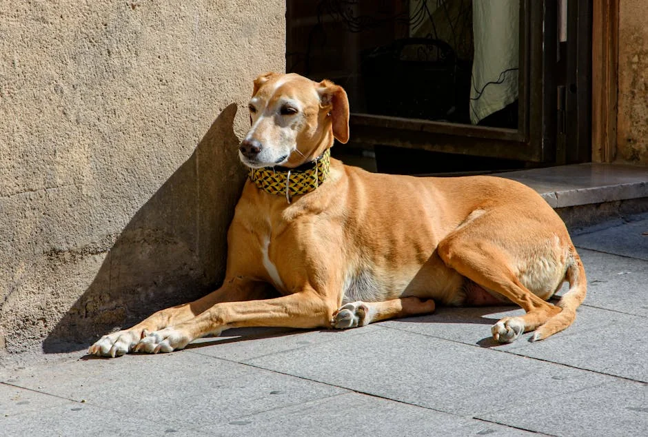 A relaxed dog sunbathes by a wall in Alicante, Spain, enjoying a sunny day. - spanish pet names