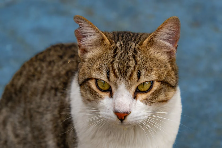 An expressive close-up of a tabby cat with striking eyes and detailed fur. - spanish pet names
