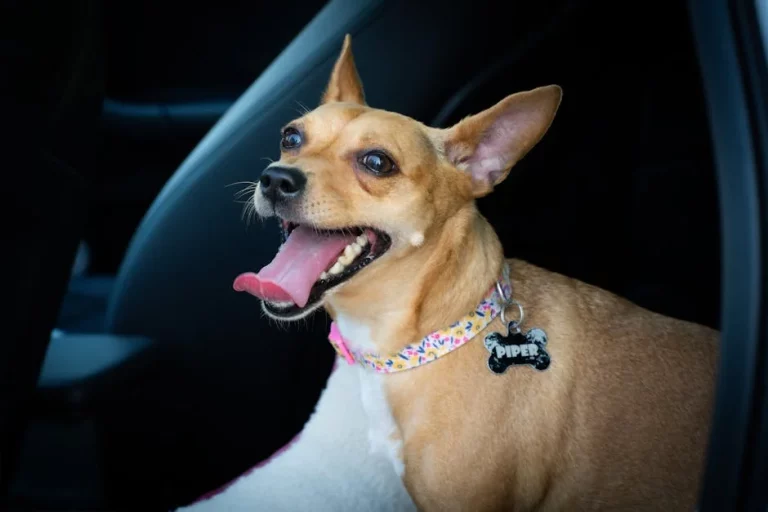 spanish pet names: Best spanish pet names: 250+ Cute Ideas