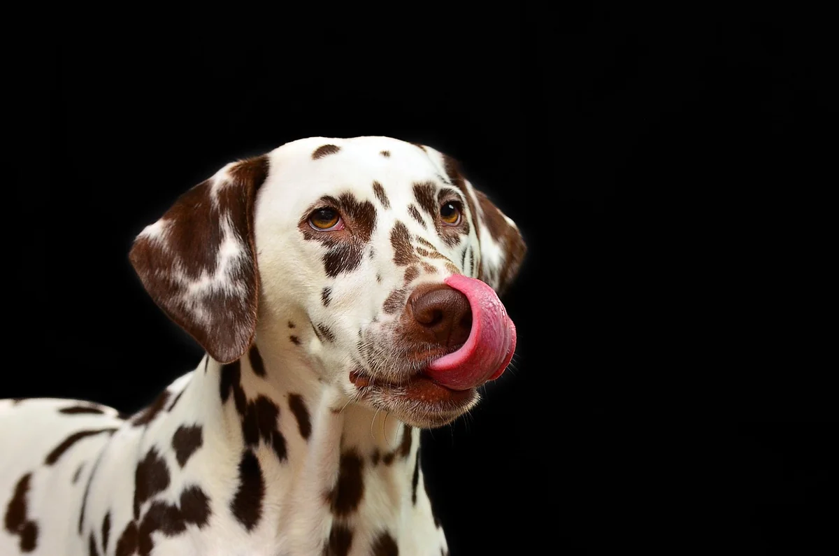 dalmatian, dog, nature, lick, tongue, pet, animal, domestic dog, dog breed, canine, mammal, cute, portrait, animal portrait - spotted dog names
