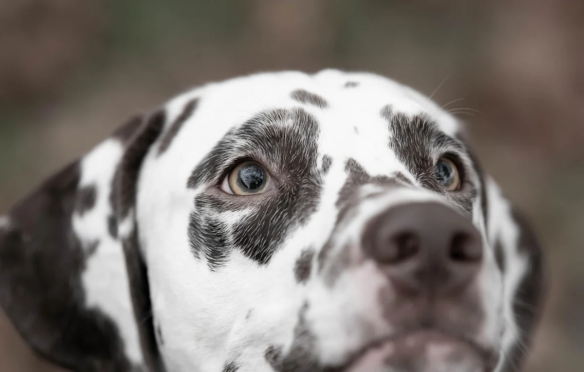 animal, dog, dalmatian, mammal, breed, nature, canine, pet, macro - spotted dog names