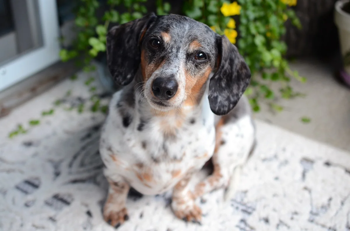 dog, dachshund, animal, wiener dog, portrait, nature, sitting, sausage dog, badger dog, breed, mammal, canine, friend, companion, pet - spotted dog names