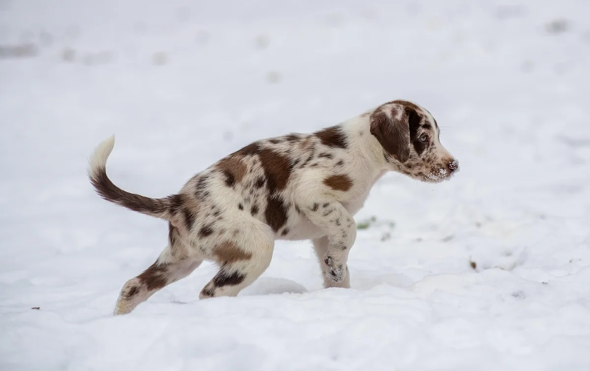 puppy, 6 week old puppy, red merle puppy, spotted puppy, cute puppy, cute, puppy in snow, puppy in winter, cold puppy, harlequin puppy, young dog, pet - spotted dog names