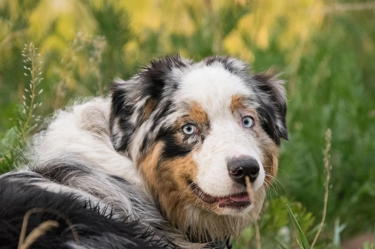 australian shepherd, dog, pet, spotted, animal, nature, grass - spotted dog names