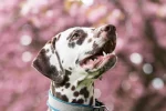 Spotted Dog Names: 250 Creative Picks for Pups: Expert Guide - spotted dog names