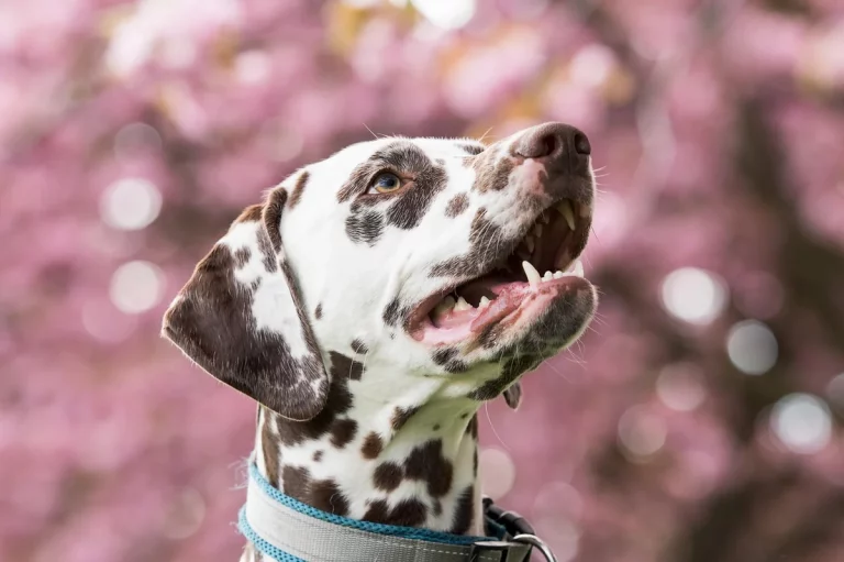 Spotted Dog Names: 250 Creative Picks for Pups: Expert Guide