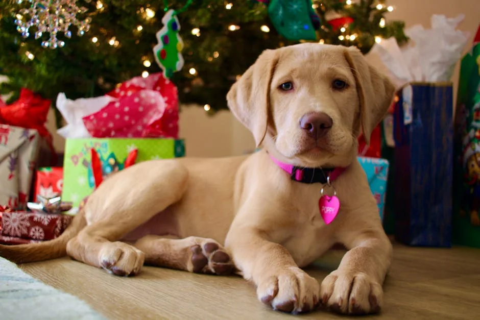 Cute puppy lying under a decorated Christmas tree surrounded by colorful gifts. - spunky girl puppy names