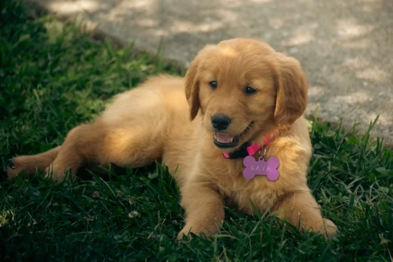 Spunky Girl Puppy Names: 5 Best for Bold, Adorable Pups