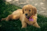 Spunky girl puppy names for bold little pups: Essential Tips - spunky girl puppy names
