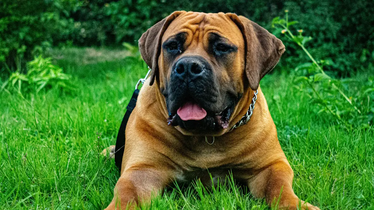 a large brown dog laying on top of a lush green field - tough guard dog names