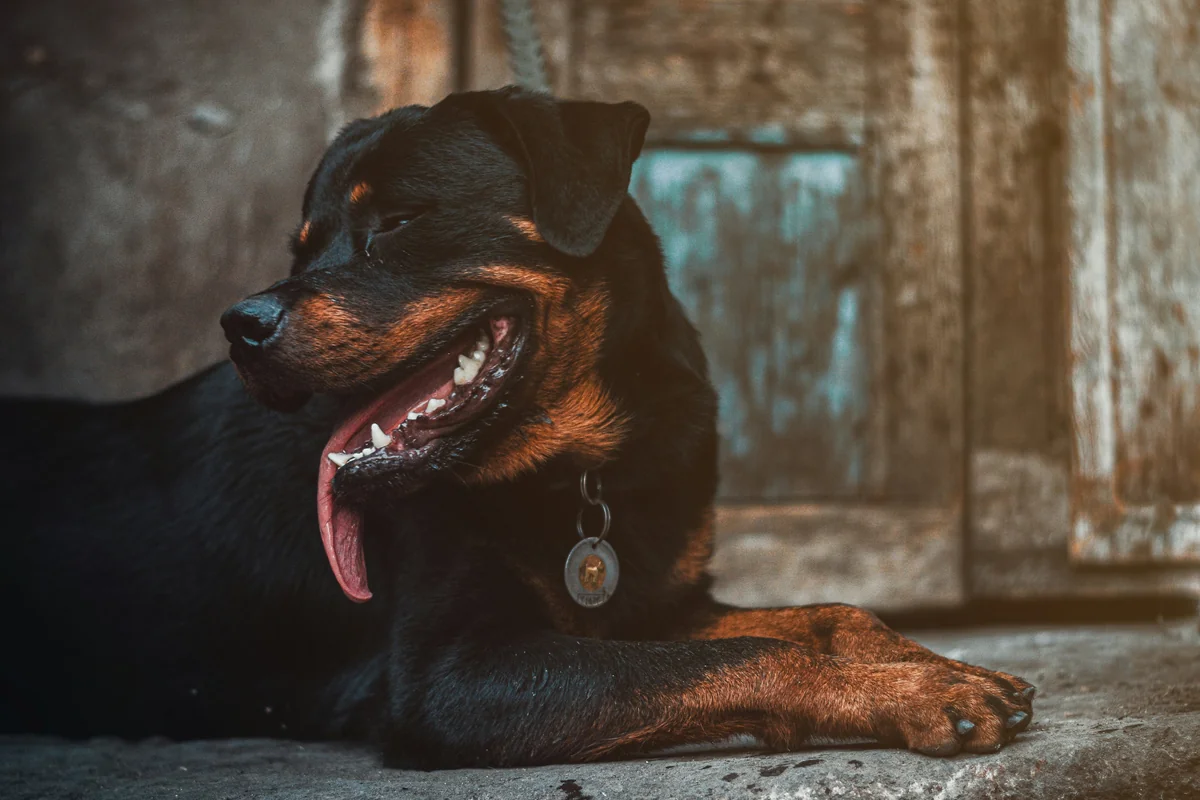 Chillin' - tough guard dog names
