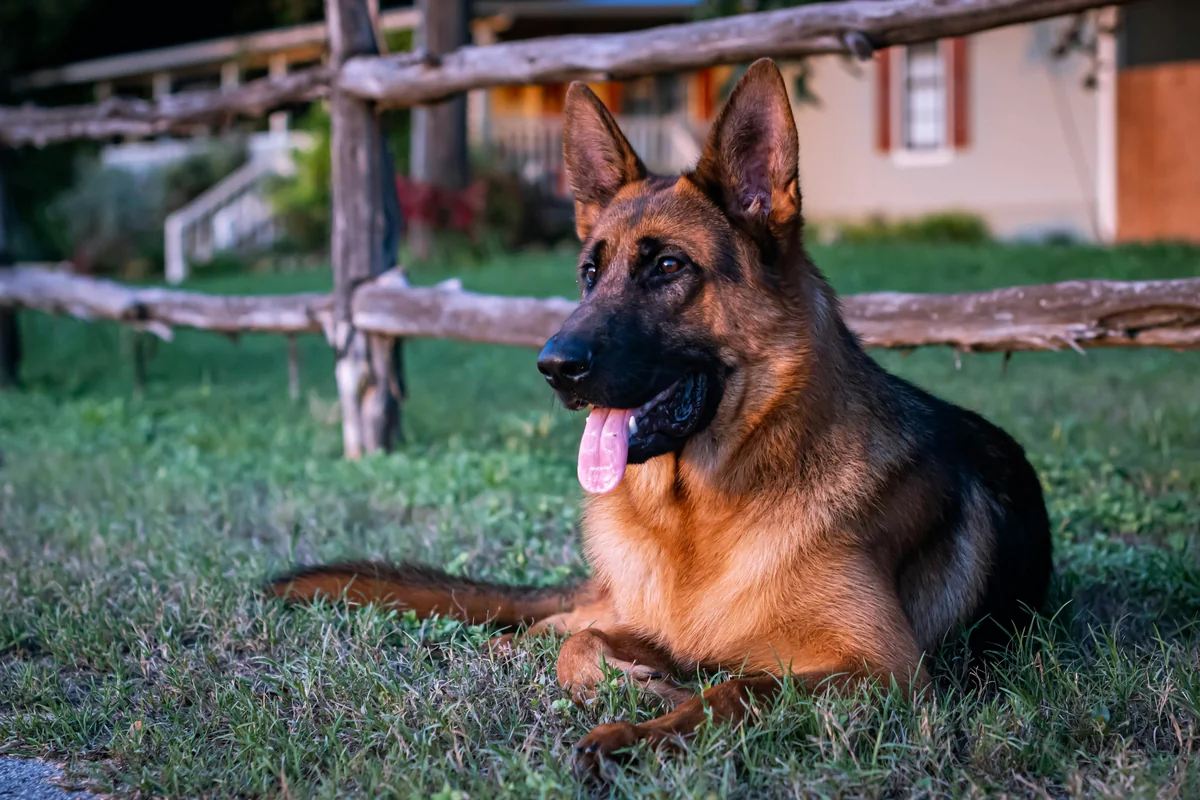 black and tan german shepherd on green grass field during daytime - tough guard dog names