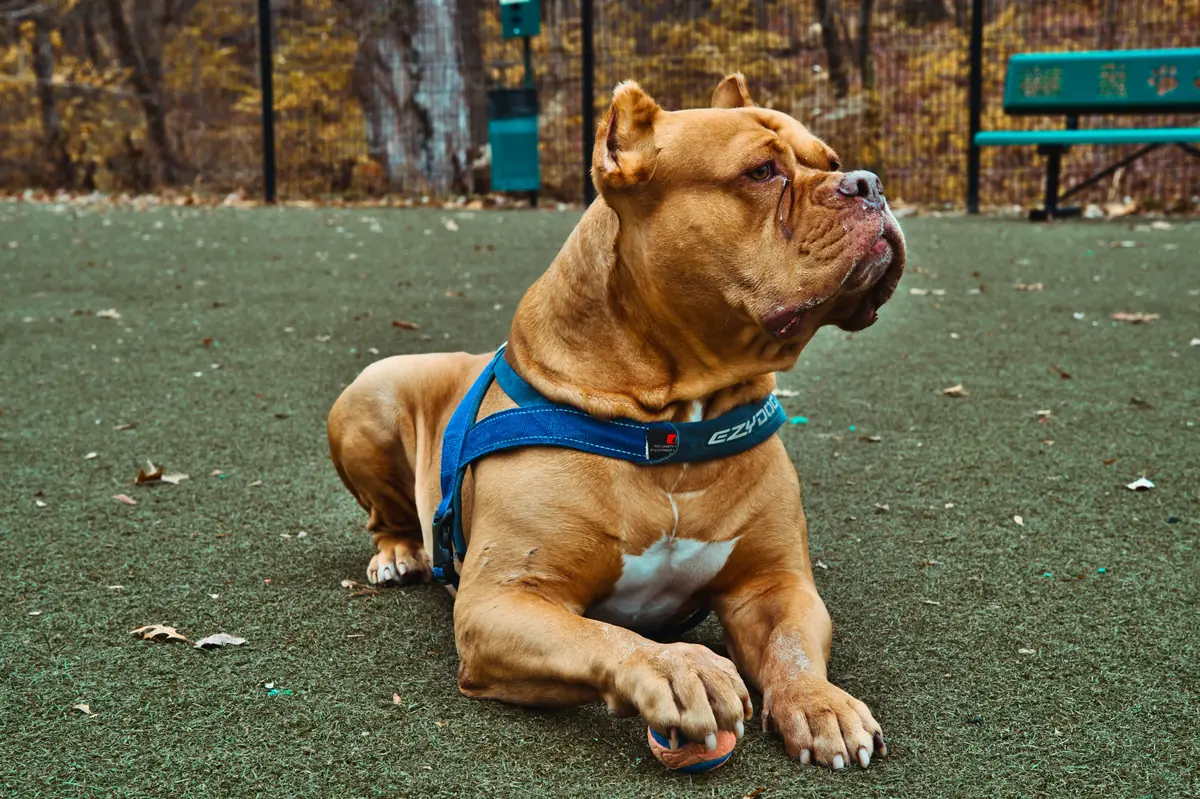 a brown and white dog laying on top of a green field - tough guard dog names